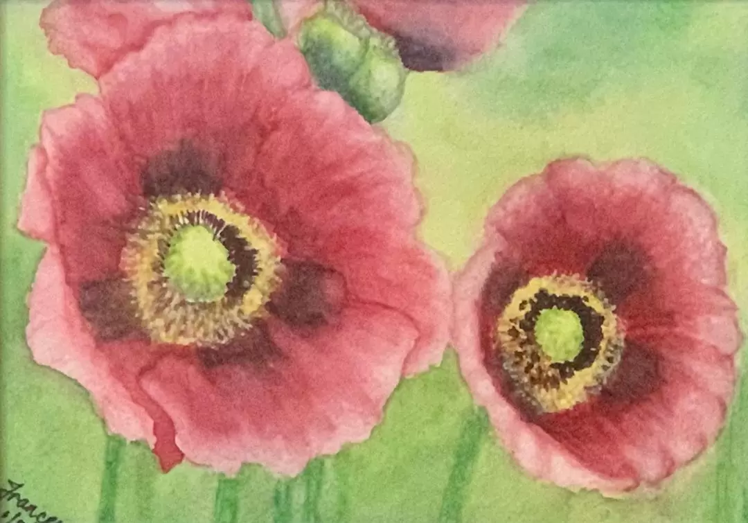 red-poppies